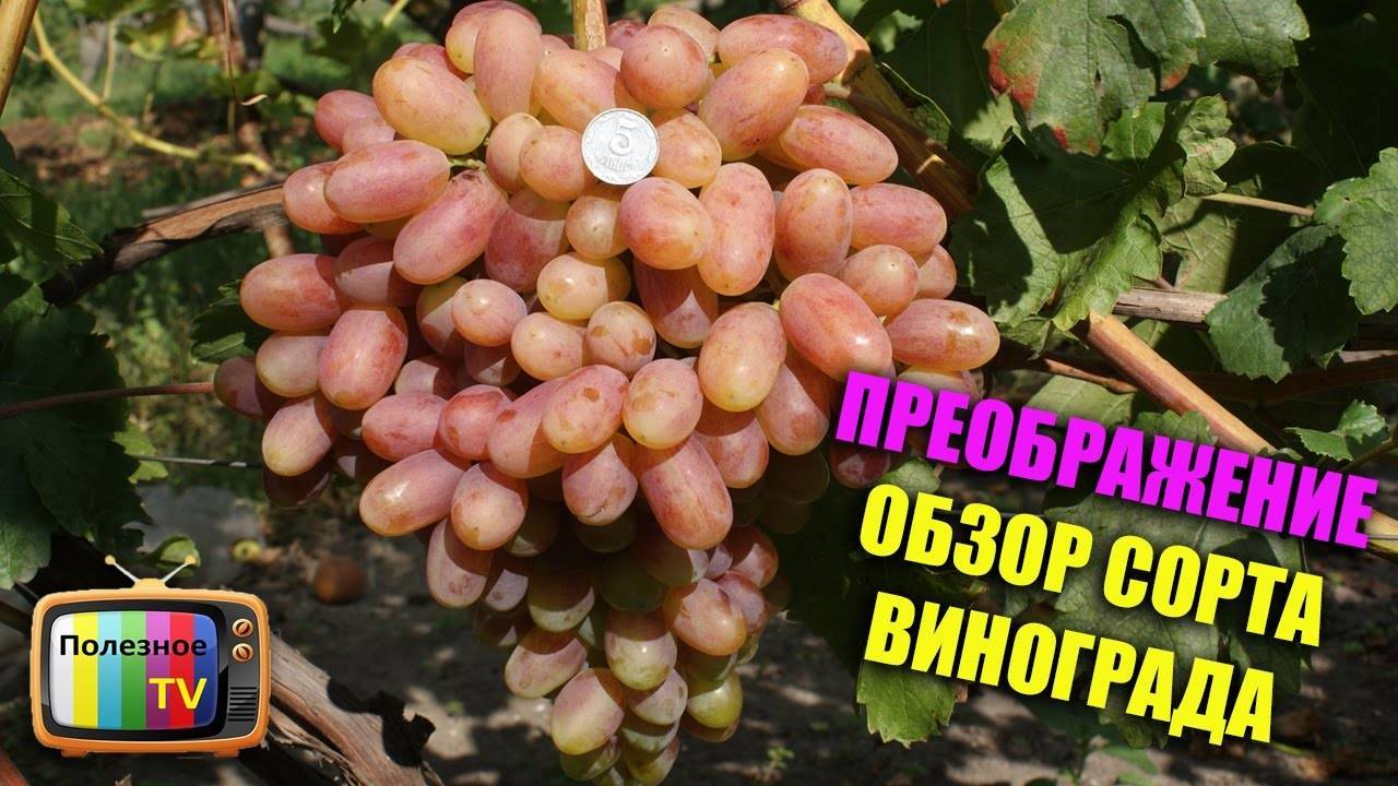 Виноград преображение: описание сорта, выращивание