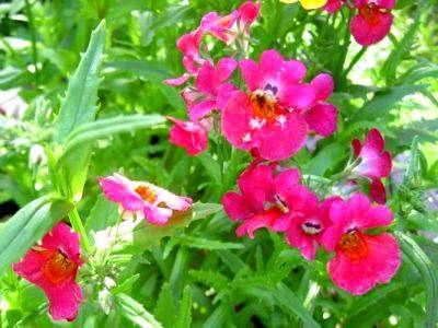 Выращивание маттиолы (левкоя) из семян: когда и как сажать, как вырастить красивые цветы