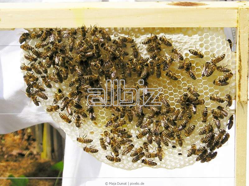 Описание лекарства для пчел кас-81