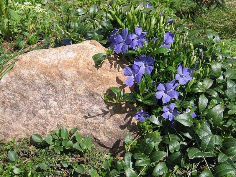 Декоративный дерен в саду – выращивание, виды и сорта с фото