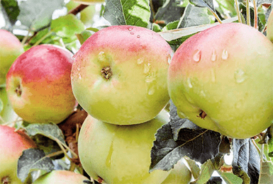 Сорт яблони чемпион – описание, фото
