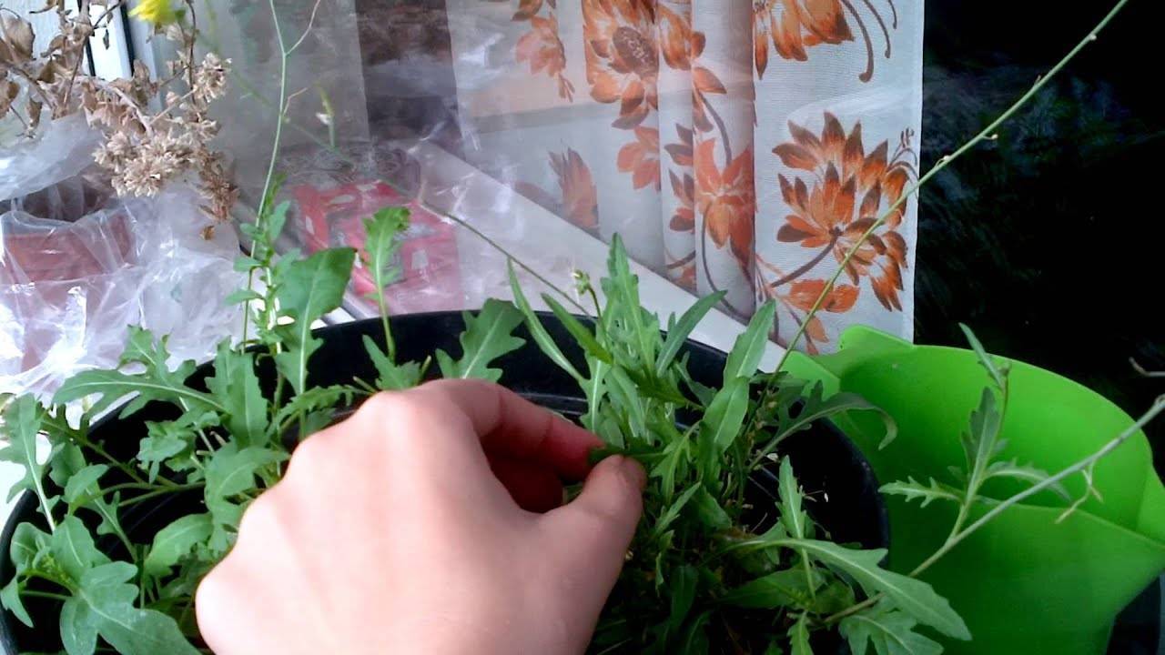Особенности посадки рукколы — уход за растением в открытом грунте