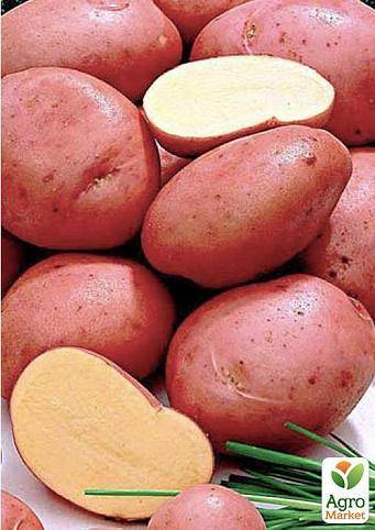 Картофель адретта — подарок от немцев изысканным гурманам