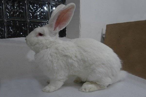 Кролики ризен — гиганты среди кроликов