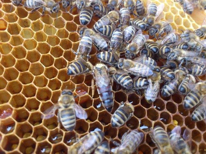Пчелиная матка и ее виды. | практическое пчеловодство
