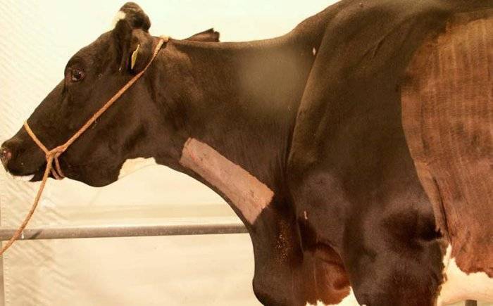 Травматический ретикулоперикардит крупного рогатого скота 2020