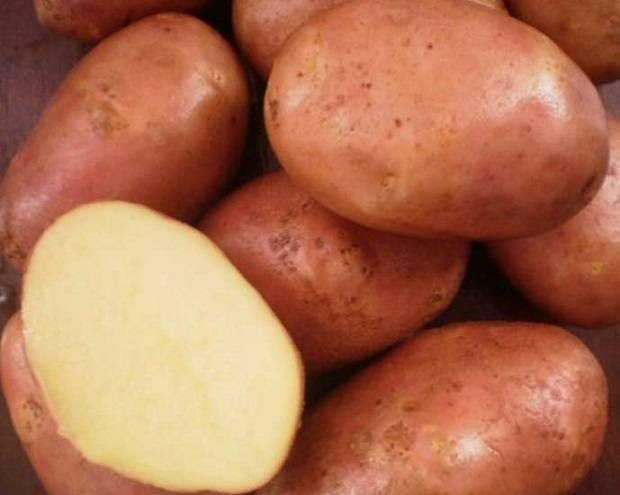 Сорт картофеля ильинский - общая информация - 2020