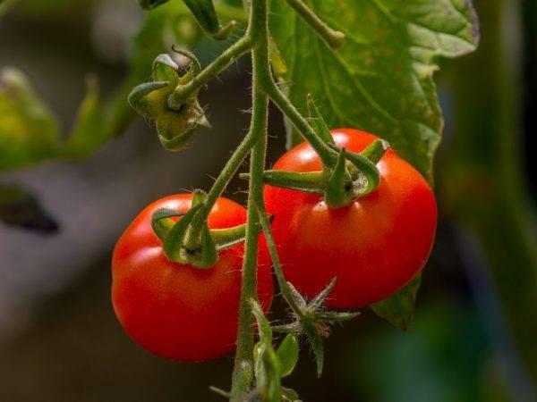 Томат марьина роща: 7 особенностей и 12 советов по выращиванию и уходу