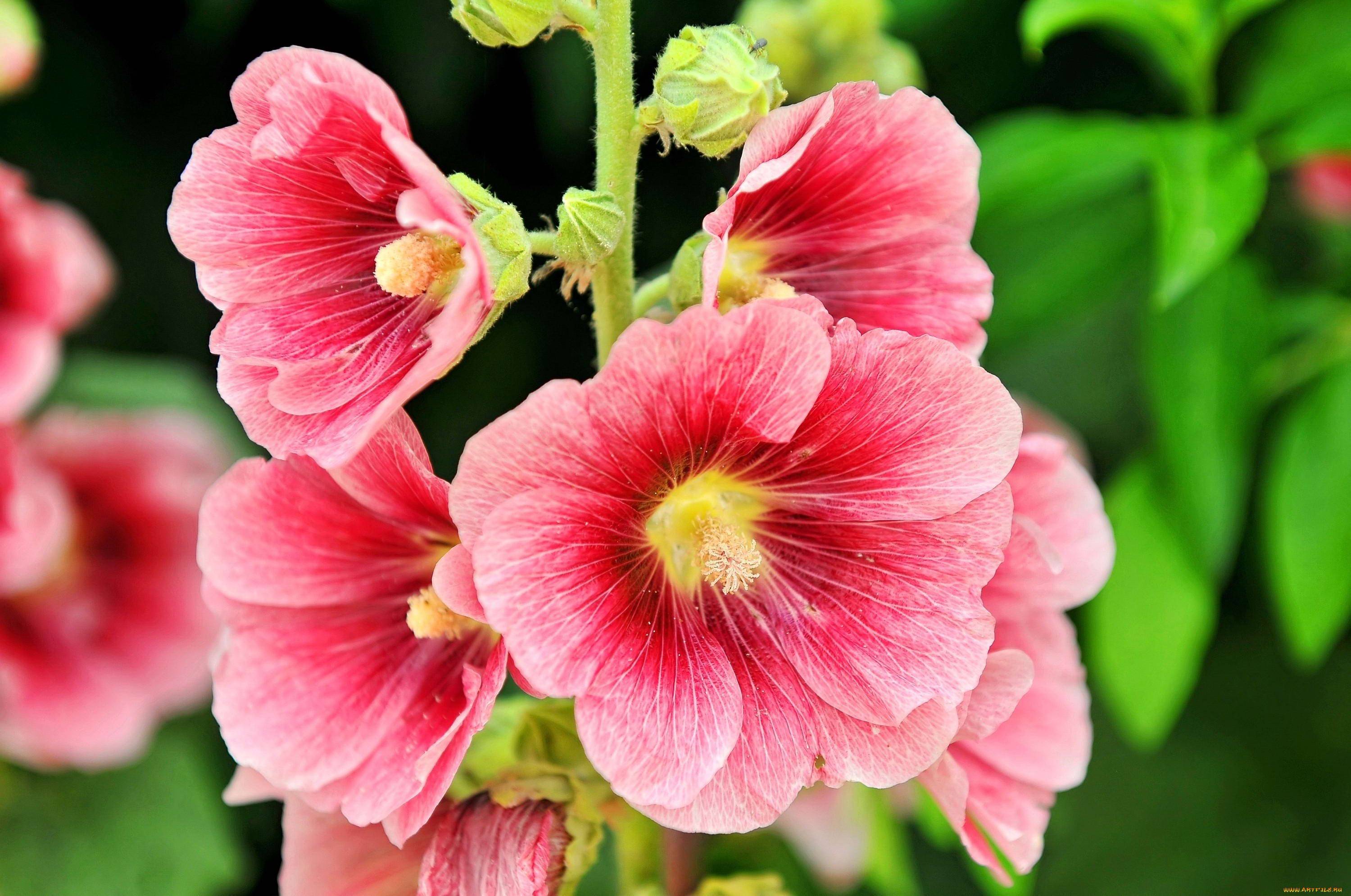 Штокроза (65 фото): описание многолетних сортов цветка. в чем различия с мальвой? как вырастить штокрозу розовую в саду? болезни и вредители