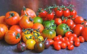 Ранние сорта томатов для открытого грунта: низкорослые
