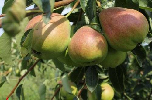 Груша "ника": фото плодов, описание сорта и его особенностей