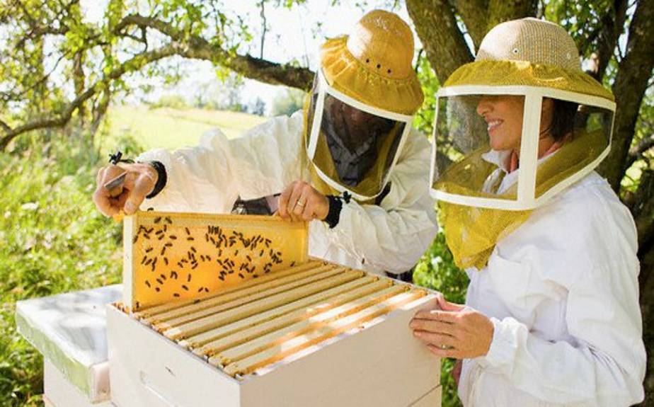 Лечение гнильца у пчел антибиотиками
