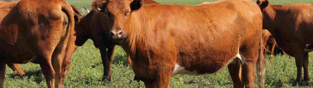 Отличное решение для фермерского хозяйства — красная степная порода коров