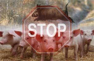 Чума свиней: симптомы и последствия