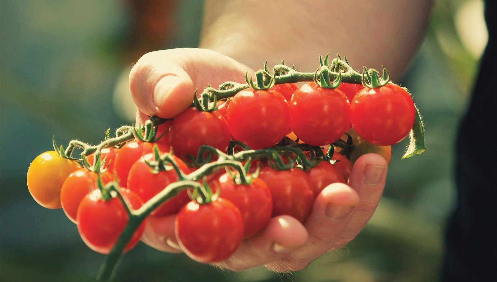 Любимый многими сорт для грядок и домашних горшков — томат клюква в сахаре: отзывы и описание