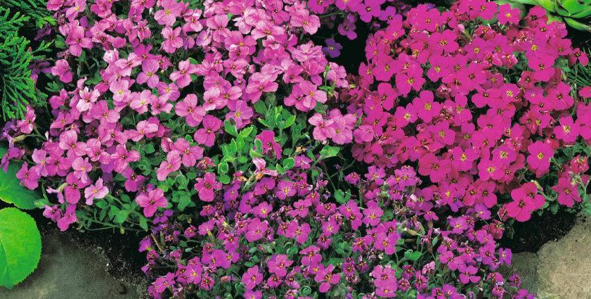 Цветок обриета — выращивание в открытом грунте