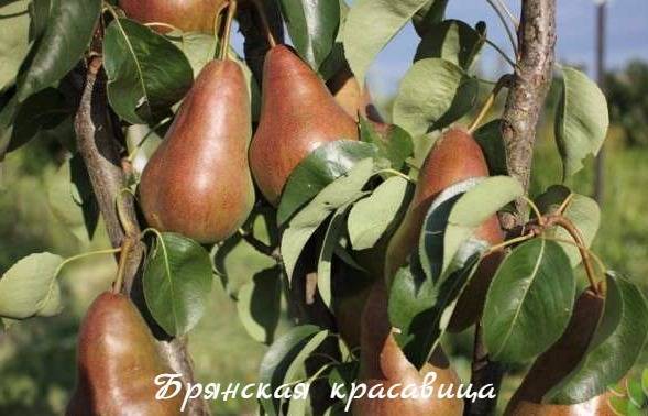 Груша "дюймовочка": фото плодов, описание характеристик и устойчивости к заболевания сорта