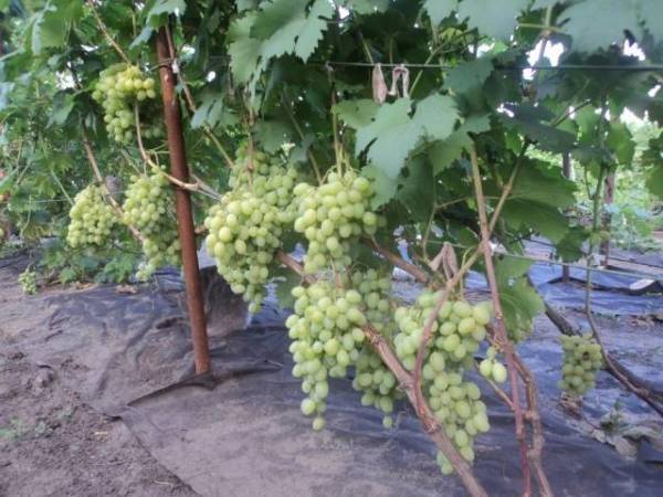 Описание сорта винограда галахад