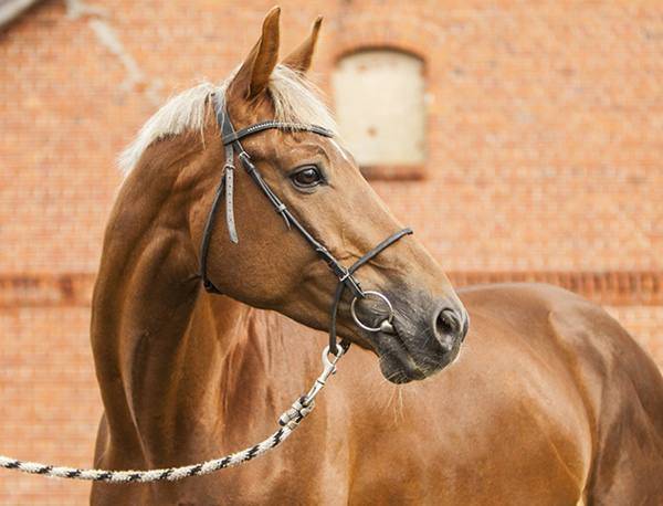 Верховые породы лошадей: описание с фото, показатели, достоинства, недостатки