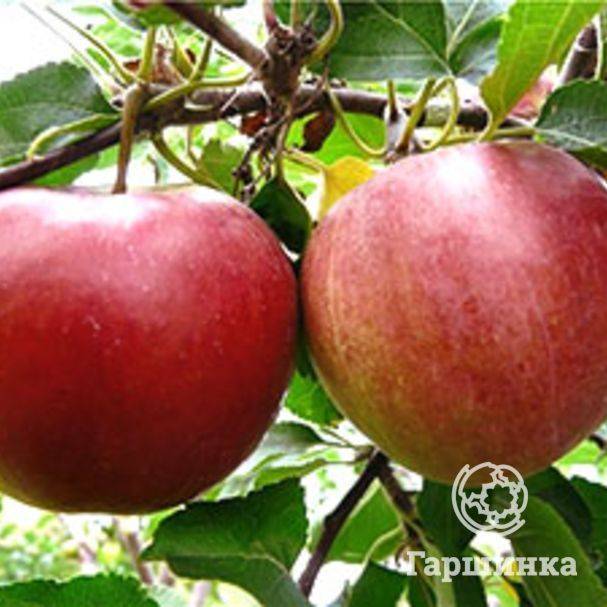 Яблоня коваленковское: описание сорта, выращивание и размножение, отзывы