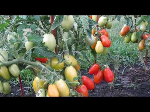 Как выращивать томаты сорта челнок
