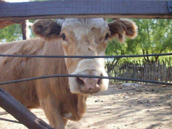 Как вывести бородавки на вымени у коровы народными средствами
