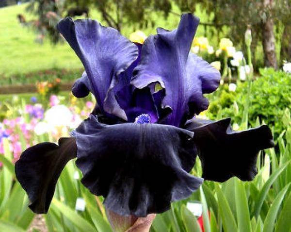 Ирисы: фото цветов, описание растения, виды и сорта цветов ирисов