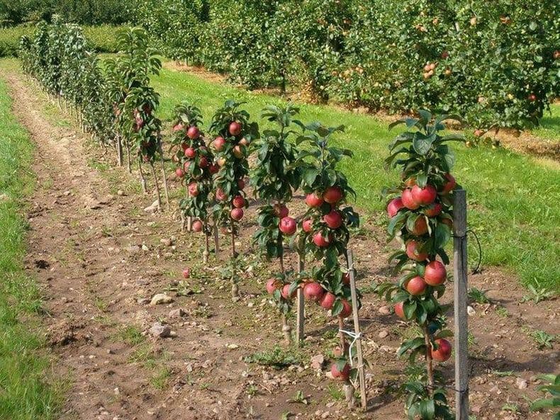 Советы агрономов, как сформировать крону колоновидной яблони