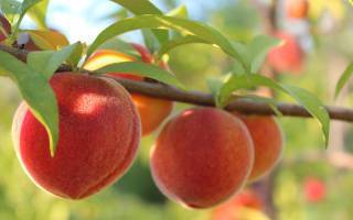 Пошаговая инструкция весенней обрезки персикового дерева