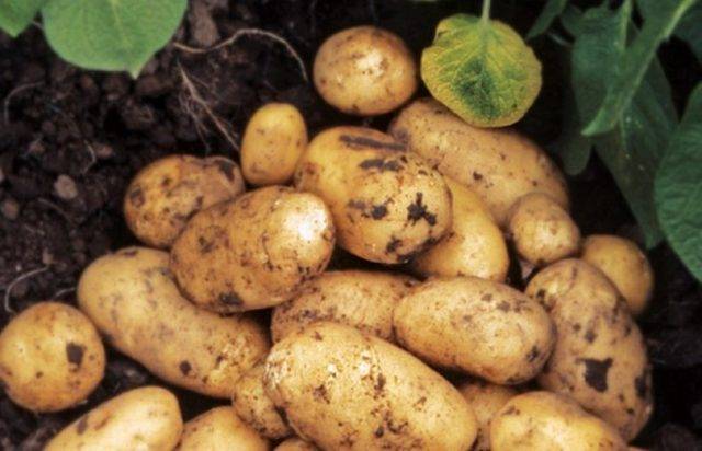 Сорт картофеля любава: описание и характеристика, отзывы