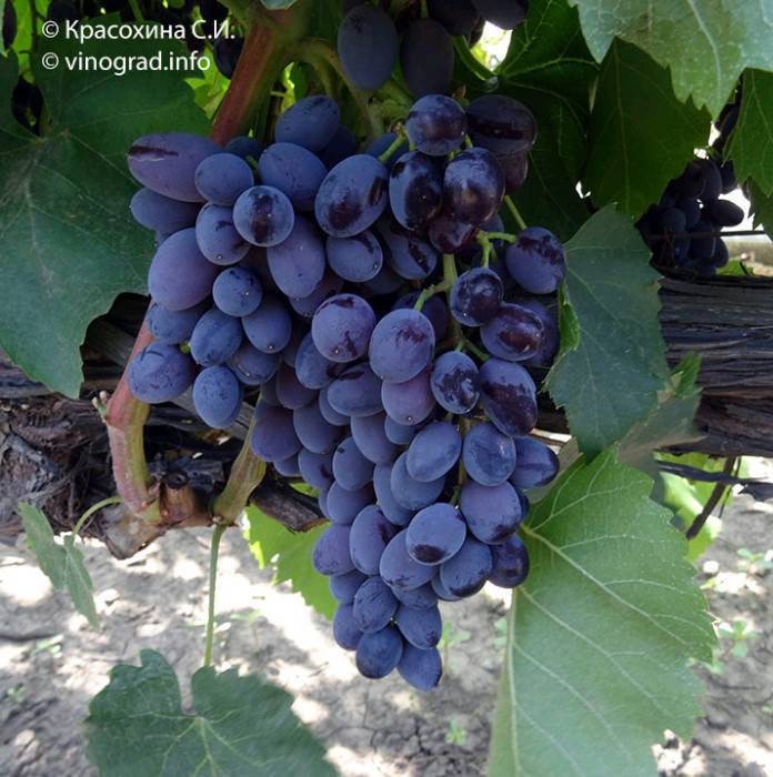 Неукрывные сорта винограда для подмосковья: описание, уход