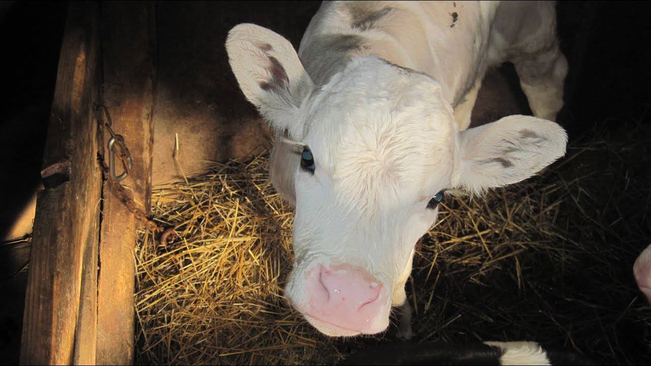 Фелуцен: показания к применению для коров и телят, правила введения в рацион