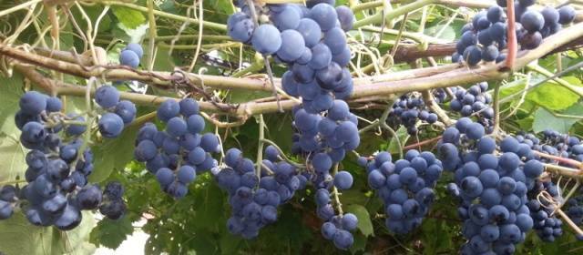 Самый неприхотливый виноград для холодной осени: описание зилга