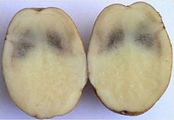 Почему чернеет картофель внутри при хранении 