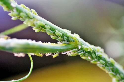 Причины появления зеленых жучков на щавеле. чем обработать растение и как предотвратить угрозу?