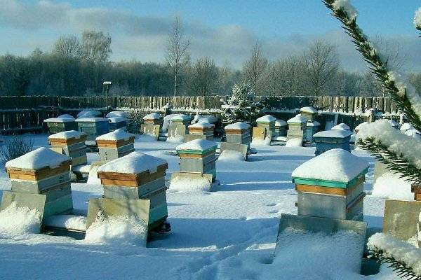 Как правильно подготовить пчел к зимовке: правила и полезные рекомендации
