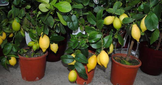 Размножение лимона черенками в домашних условиях - пошаговая инструкция и советы экспертов (90 фото)
