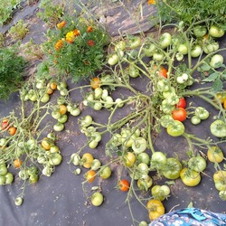 Выращивание томата монгольский карлик