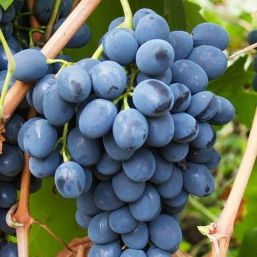 Сорт винограда "молдова": описание, плюсы и минусы, отзывы