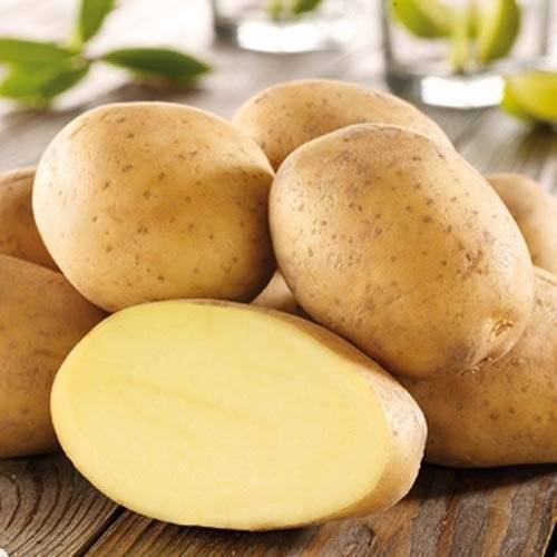 Картофель импала: 8 особенностей и 11 советов по выращиванию и хранению
