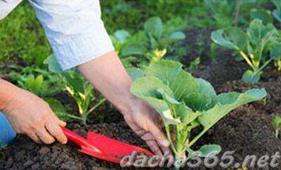 Капуста белорусская: особенности выращивания сорта