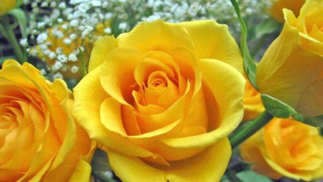 Описание и характеристики желтой розы керио: что это за чайно-гибридный сорт