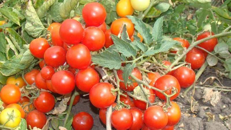 Сорт томатов красным красно f1