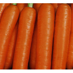 Морковь берликум роял: фото, отзывы, урожайность, посадка и уход