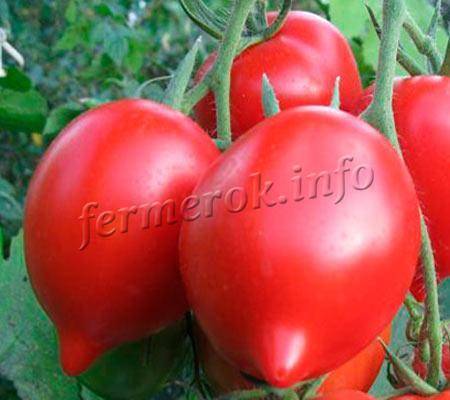 Описание сорта помидоров хали гали