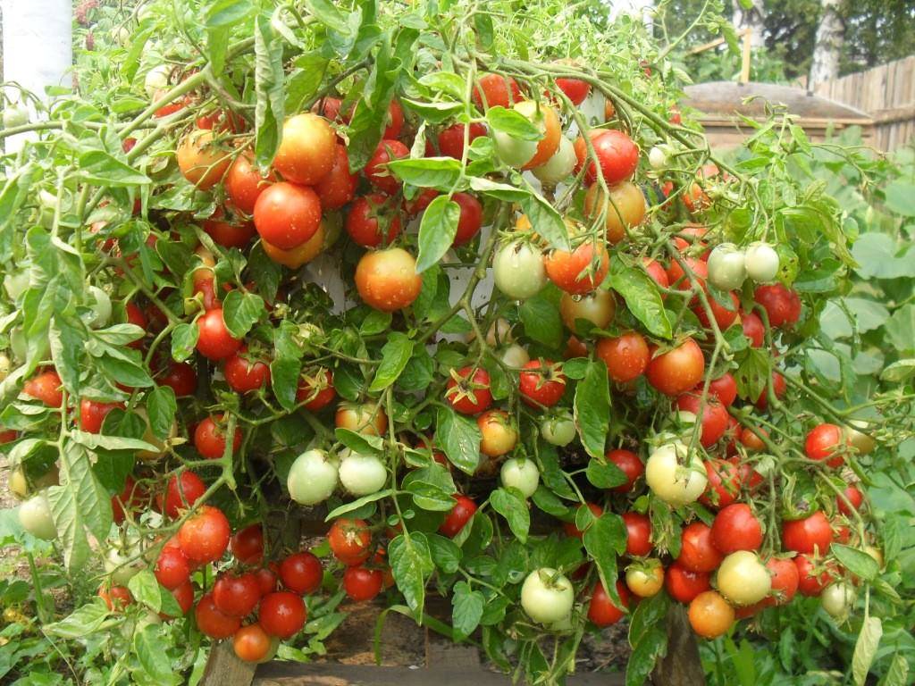 Настоящий сибиряк: томат «никола», его характеристика и описание сорта