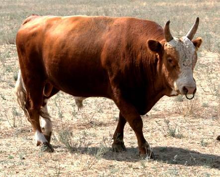 Калмыцкая порода крс: характеристики породы коров