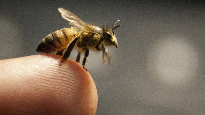 Чем полезен укус пчелы