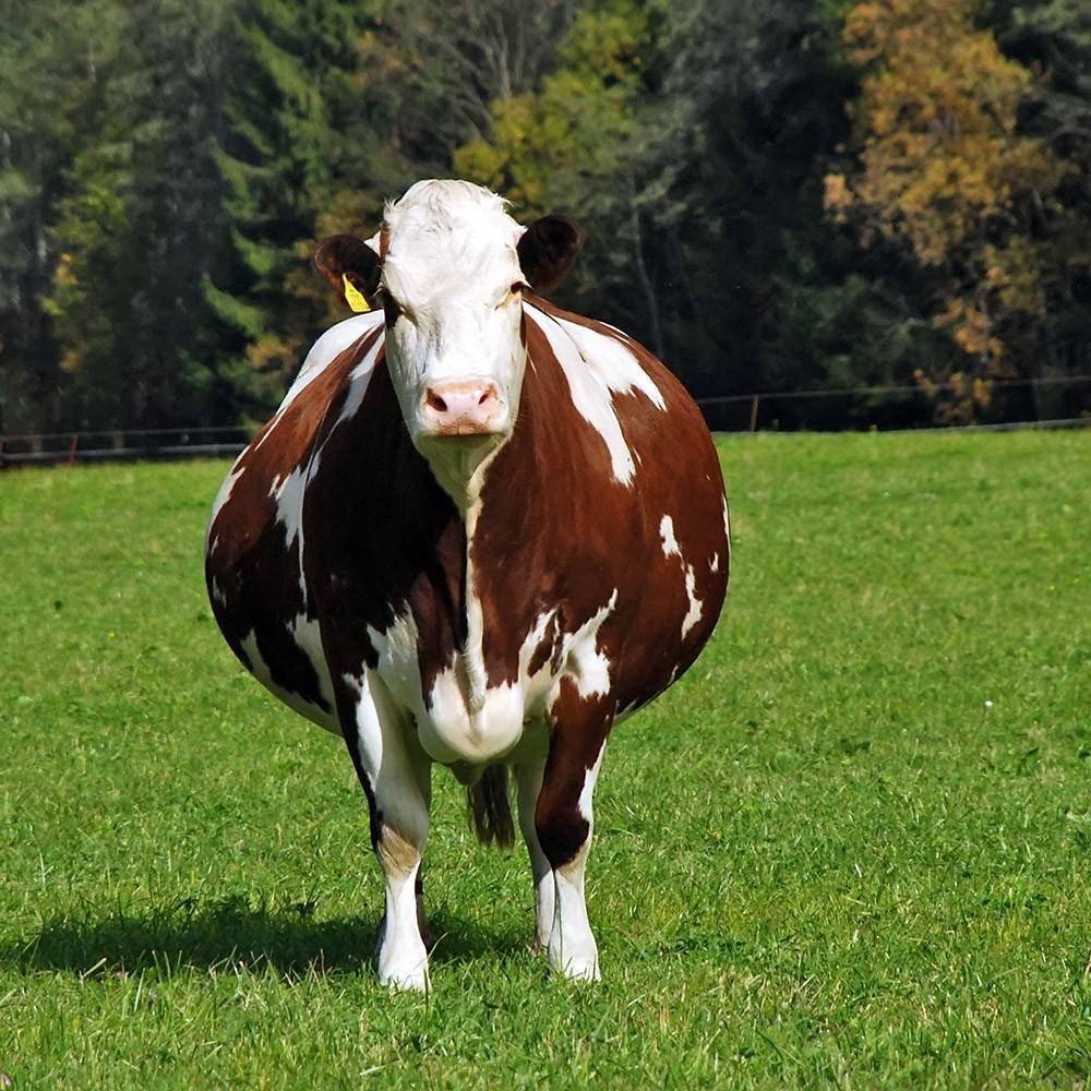 Лечение послеродового пареза у коров