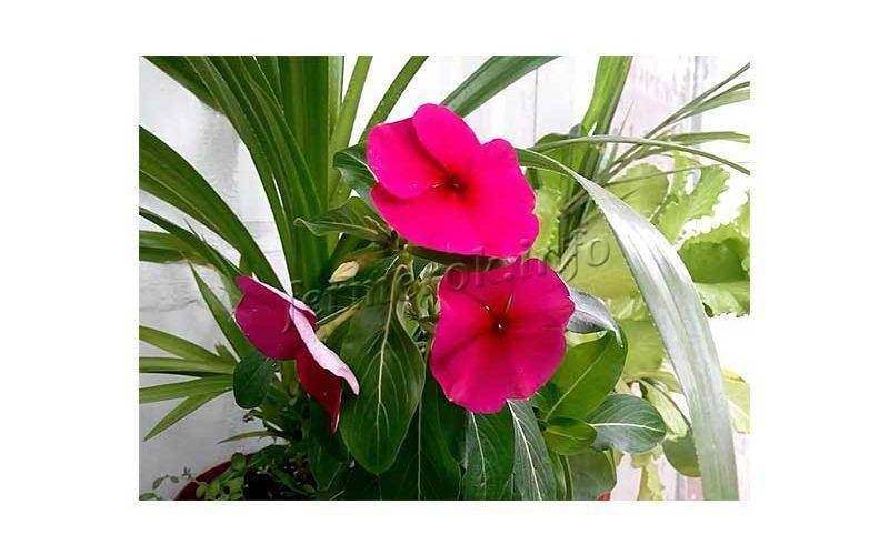 Выращивание цветка катарантуса в домашних условиях и открытом грунте: как ухаживать